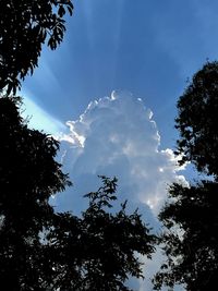 Low angle view of trees against blue sky