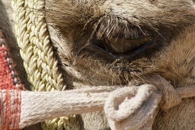 Close-up of a horse