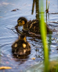 Ducks swimming in lake