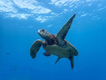 Low angle view of turtle swimming in sea
