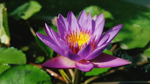 Close-up of lotus water lily in pond