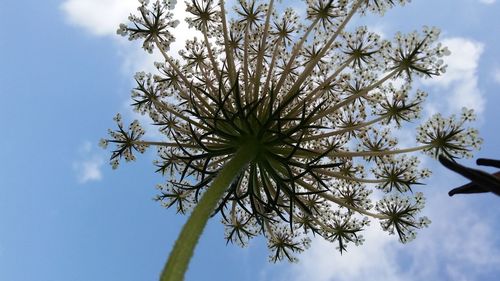 Low angle view of plant against blue sky