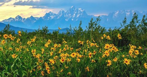 Yellow flowering plants on field against sky