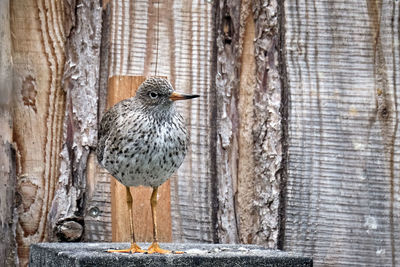 Bird perching on wood against wall