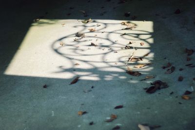 High angle view of dry plants on white surface