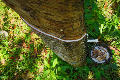 High angle view of tree trunk on field