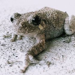 Close-up of lizard on ice