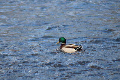 Duck swimming in lake