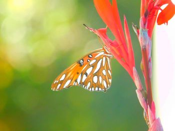 Close-up of butterfly pollinating on flower