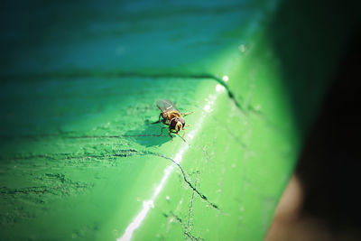 Close-up of spider on leaf