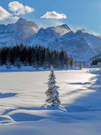 Pine trees on snowcapped mountains against sky