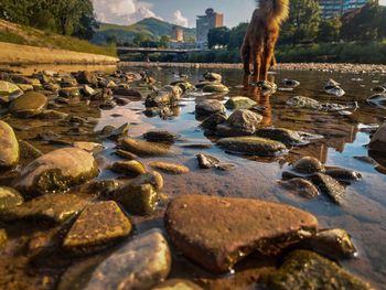 Rocks in a lake