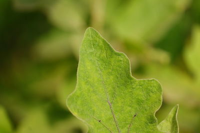 Close-up of green leaf