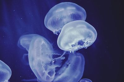 Close-up of jellyfish in water