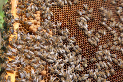 Close-up of bees