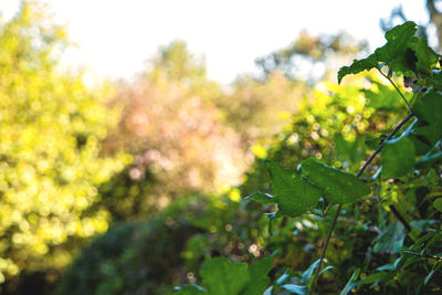 Close-up of fresh green leaves on field