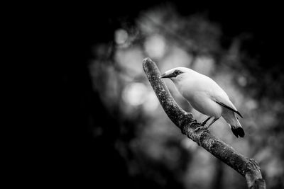 Close-up of bird perching on branch