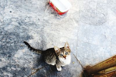 High angle portrait of cat sitting on tiled floor