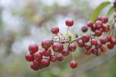 Close-up of ring on red berries