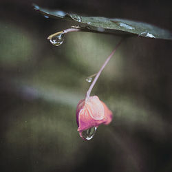 Close-up of raindrops on pink rose