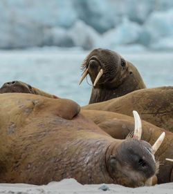 Walruses resting on sea shore