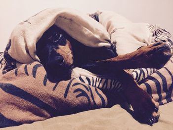 Close-up of dog sleeping on bed at home