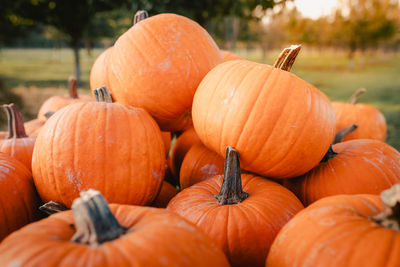 Full frame shot of pumpkins