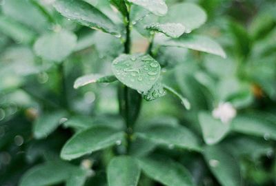 Close-up of water drops on leaves during rainy season