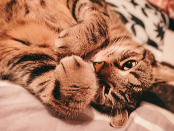 Close-up of cat lying on bed