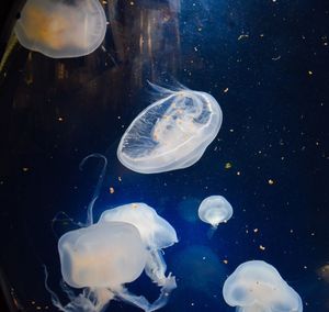 Jellyfish in water