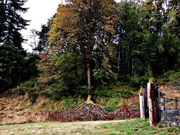 Trees on landscape against sky