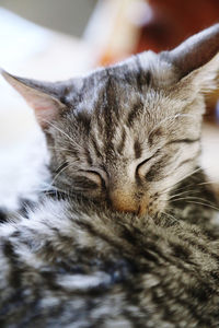 Kitten with closed eyes is washing his fur
