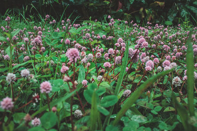 Close-up of pink flowering plants on field