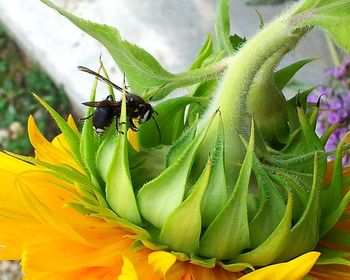 Close-up of yellow flowers