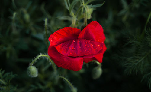 Close-up of red rose flower