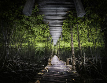 View of bamboo trees