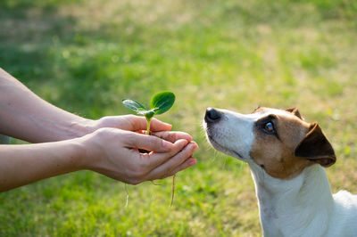 Close-up of hand feeding dog