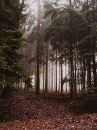 Trees in forest during autumn