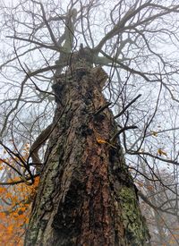 Low angle view of bare tree against sky