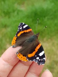 Close-up of butterfly on hand