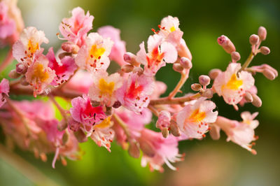 Close-up of pink flowers