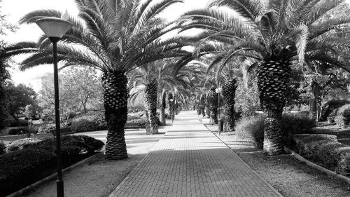 Palm trees against sky