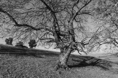 Bare tree on field against sky