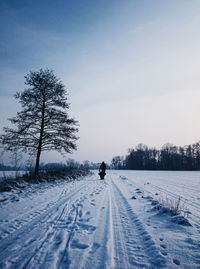 Bare tree on snow covered landscape