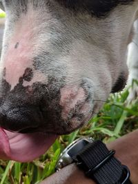 Close-up of dog sticking out tongue