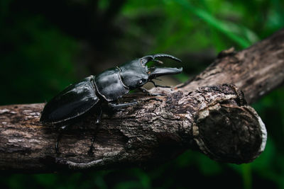 Close-up of insect on tree trunk