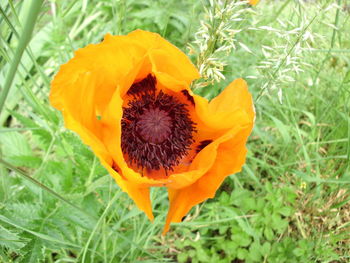 Close-up of yellow flower