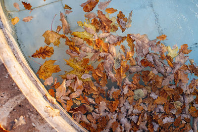 High angle view of autumn leaves on wood