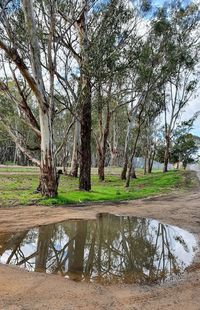 Reflection of trees on water