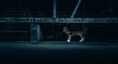 Dog standing in a fence